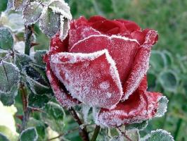 Pregătiți trandafiri pentru iarnă: cum să temperament ce și ce să ascundă, cum să tăiați. Cum culoare influențează îngheț