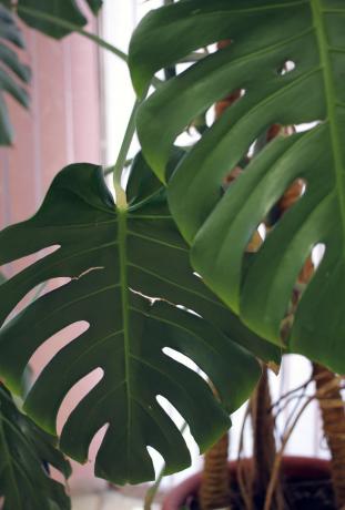 frunze de monstera tropical - formă bine recunoscut-