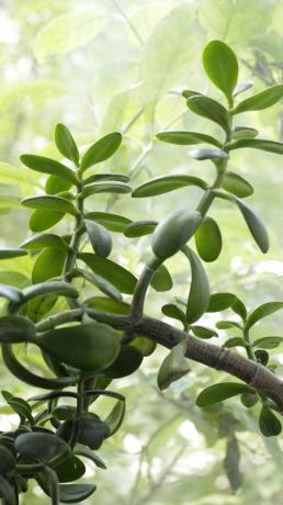 Jade este în creștere rapidă, și trebuie să monitorizeze în mod constant procesul. Pentru un copac de bani în creștere rapidă, udarea-l cu moderație: aceasta va crește motivația de a planta de masă verde, care retine umezeala.