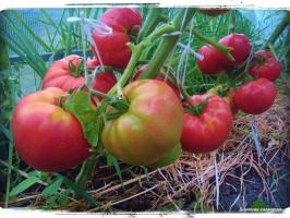 5 cele mai bune soiuri de tomate pentru seră și câmp deschis