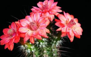 Cel mai frecvent motiv pentru care cactus nu înfloresc și ce să facă pentru a inflorit inteligent