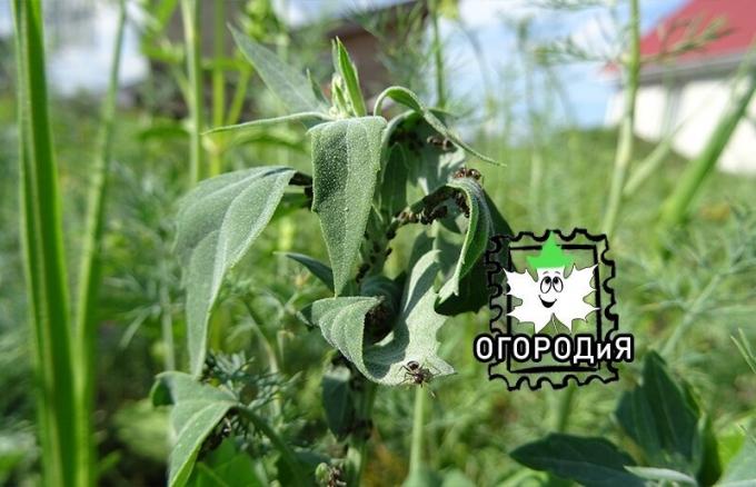 2019, iunie. agricole Ant pentru producția de lapte de afide pe o distrag de plante