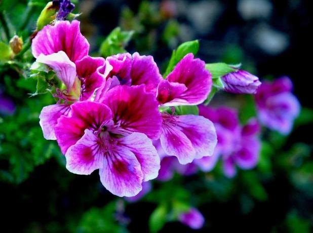 geranium Purple arata stralucitor si spectaculos. Fotografii - arhiva personală