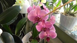 Umiditatea la cultivarea de orhidee