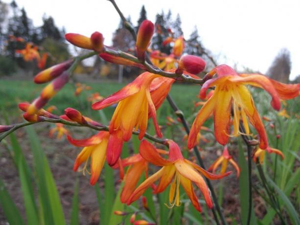 Uneori, aceasta planta se numește „Gladiolus japoneză“. Foto: sornyakov.net