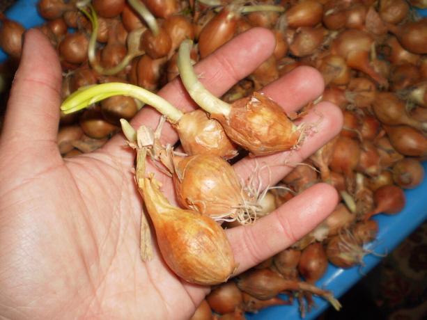 ceapa germinate pot fi plantate pe stilou.