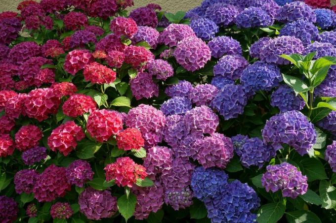 Orice grădinar poate schimba culoarea de hortensii, fără a „coloranți“, profitând de proprietățile naturale ale bucșei