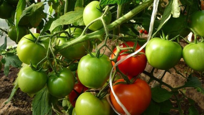 Și august continua să monitorizeze umiditate suficient de tomate paturi