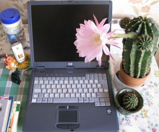 Cactus la calculator. Foto de pe Internet