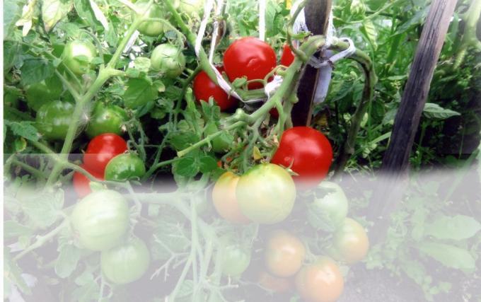 Tomate în seră (Foto - Internet)