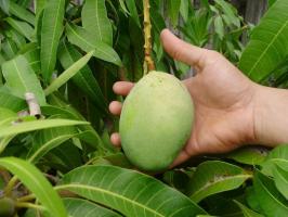 Cum să crească o casă de mango. Learning împreună