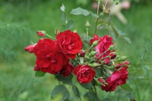Grădina de trandafiri canadian sunt bune pentru limba rusă (în special în regiunile reci)