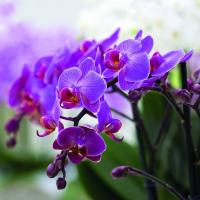 Ceea ce este comun în orhidee Phalaenopsis și decembriștii?
