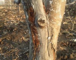 Octombrie: 4 Secretele zugrăvirea copaci toamna pentru sănătate și productivitate ridicată