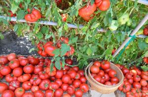 Frunzele inferioare, mai mare randamentul de tomate (mod special fertilizatoare și irigare)