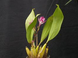 Parfumat Orchid bifrenariya - îndrăznesc să ridice o frumusete? subtilitățile de cultivare