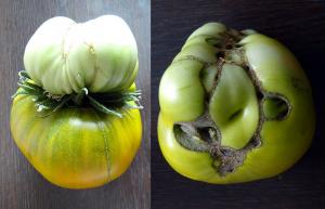 Adevărul despre flori duble în tomate, eliminați sau nu