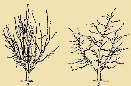 tăierea de primăvară se aplică în mod activ copaci tineri - amenajate maturi copaci, care sunt supuse această procedură în fiecare an, au nevoie în fiecare an există mai puține (nu vorbim despre anti-îmbătrânire tăiere).