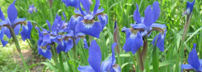 siluete Iris flori vag amintesc de orhidee complicate