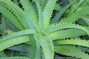 Agave: proprietăți medicinale de plante