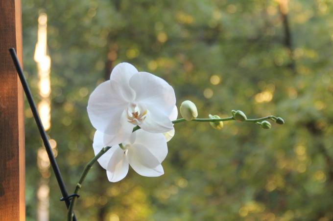 Phalaenopsis meu alb în această vară înflorit pentru prima dată după achiziționare. Păstrați un articol pe pagina sa de pe rețeaua socială, astfel încât să nu piardă și pentru a partaja cu prietenii!