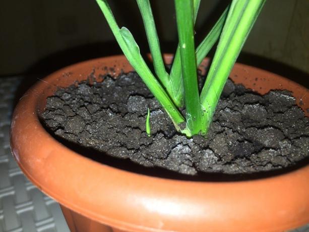 Micul meu Spathiphyllum a început să crească la mijlocul lunii noiembrie