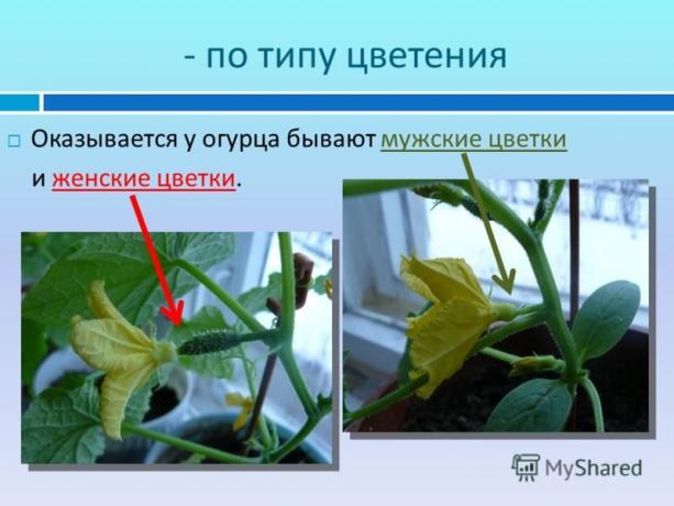 Un exemplu ilustrativ al unui sit myshared.ru
