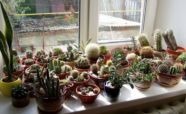 Colectia de cactusi pe fereastra de sud