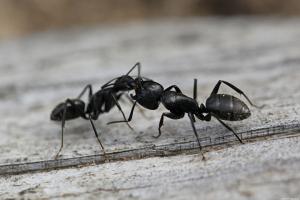 Cum sa scapi de furnici din țară pentru o zi, pentru totdeauna