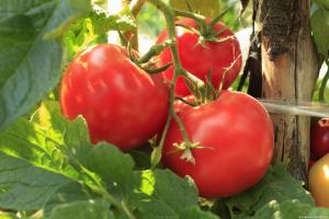 Accelerează de maturare tomate și de a crește recolta lor de 2 ori