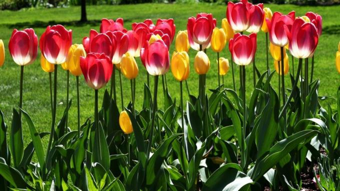 Tulip - unul dintre simbolurile gradina de primavara! Foto: wallpaperscraft.ru