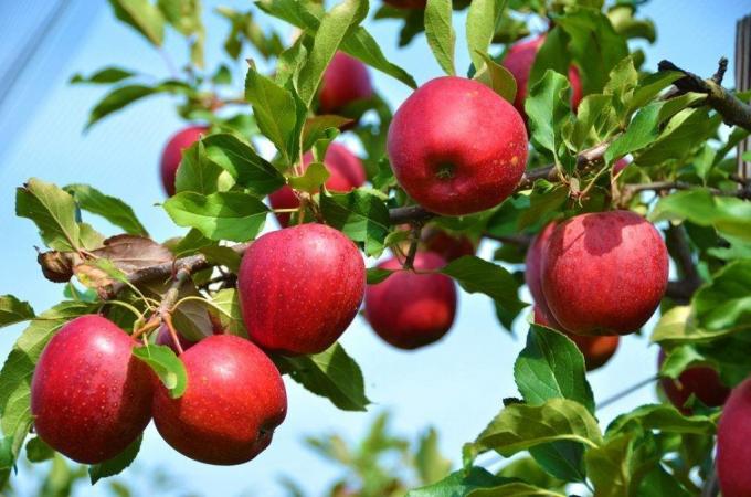 Ce se întâmplă dacă mere și prune nu dea roade?