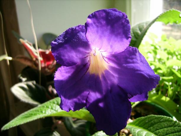 flori mari - una dintre cele mai importante avantaje ale strepokarpusa