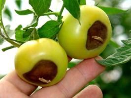 Blossom rot de tomate: Simptome si tratament