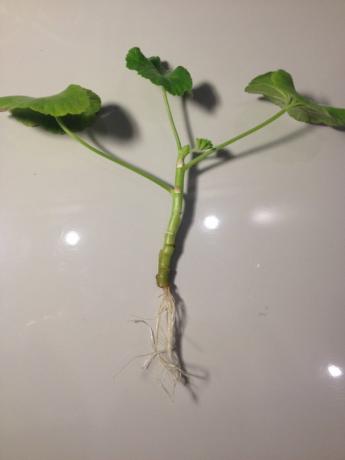 tulpini Geranium cu rădăcini (foto-Internet)