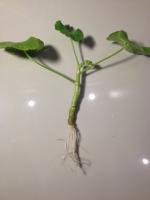 Cum să rapid și ușor orice tulpină rădăcină