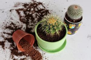 Cum să transplant un cactus într-un alt vas