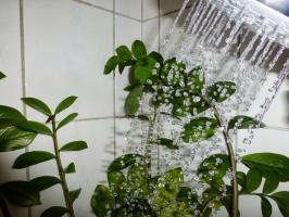♨ duș fierbinte transformă ghivece cu plante! Dacă totul se face corect