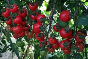 Cum să se hrănească roșiile în luna august a se coace mai repede și mai mult