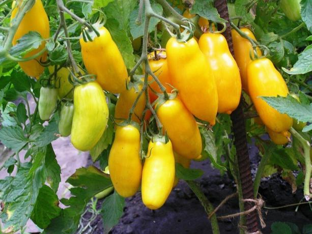 În fotografie: tomate soiul „Picioare Banana“, se coc în grădină