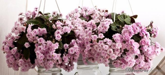 O revoltă de flori violete ampelnyh (sursa: Yandeks.Kartinki)