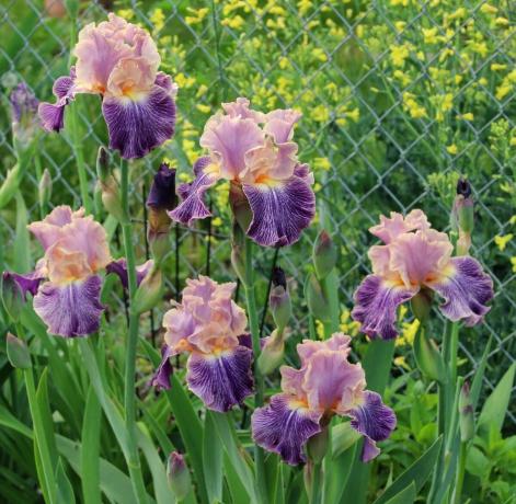 Iris poate fi numit floare divină. Grecii antici numit planta în onoarea zeiței lor Iris, care coboară din cer în lumea muritoare peste curcubeu. Iris si se traduce ca „curcubeu“ botanisti mai târziu a decis să nu atingeți nimic în numele. Și pe bună dreptate!