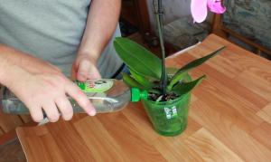 Cât de des și cum să ude casa orhidee