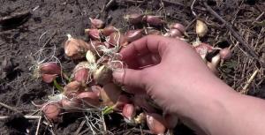 Aprilie - timp pentru usturoi de iarnă a plantelor pentru capete mari de 300 gr.