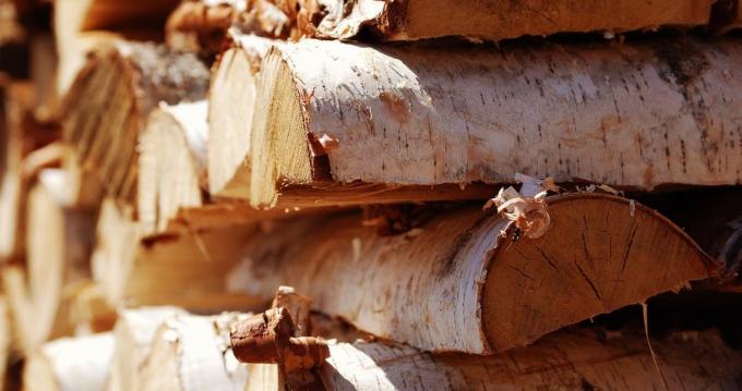 lemn de mesteacăn este aproape ideal pentru Focar cuptor