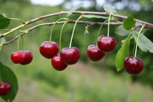 Pentru fructe bune cireșe în anul următor: Cum pot fertiliza și proteja împotriva rozătoarelor