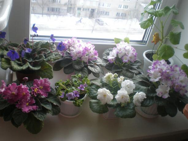Varianta Rare: violete, flori în timpul iernii. Vezi: http://ssdosug.ru