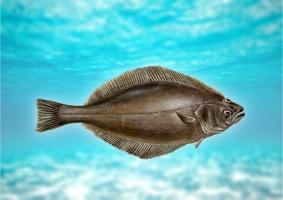 Halibut de pește: descriere, beneficii și posibile efecte dăunătoare asupra organismului