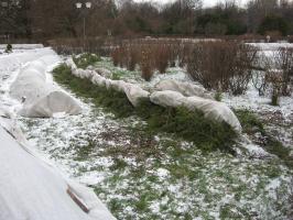 Ramuri de molid pentru adăpost pentru iarnă: Cât de periculos și cum să facă