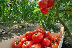 Cum să crească o recoltă bogată de tomate: frunze de control